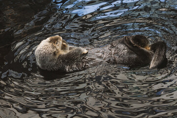 A sea otter kalan swims in the water on its back and washes