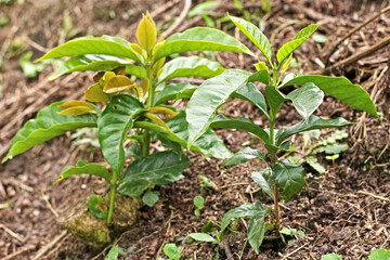 Little coffee tree and coffee tree trunk. Coffee tree growing in the field. Colombian coffee cultivation. Coffee sprouts