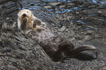 A sea otter kalan swims in the water on its back and washes