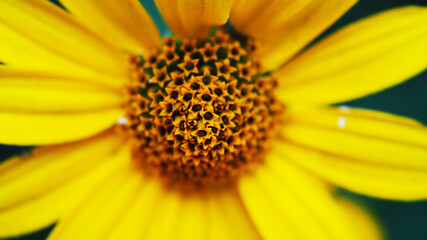 Banner macro photography wild yellow flower close-up, selective focus