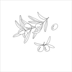 A set of olives drawn in a vector