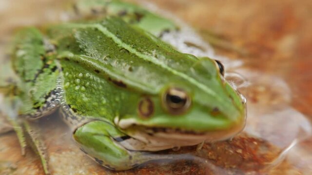 A green frog sitting on the wet rock. Close up, shallow depth of field, focus pull to the eye, zoom out.