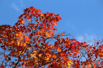 Japan autumn - Kyoto maple leaves