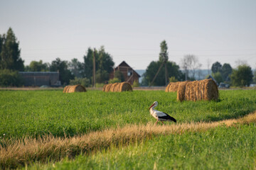 Walking stork © Oksana