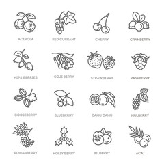 Fototapeta premium Outline icons set in thin modern design style, flat line stroke vector symbols - berry collection