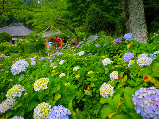 【静岡】極楽寺の紫陽花