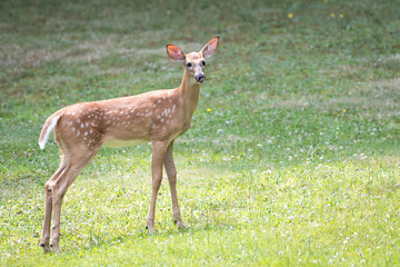 A White Tailed Deer fawn stands in the sun in the grass. Fawns are born from April to July each year and are born with spots that fade as they mature.