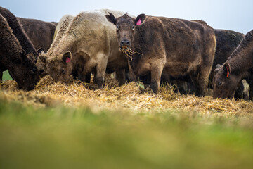 Beef cows and calves grazing on grass in Australia.