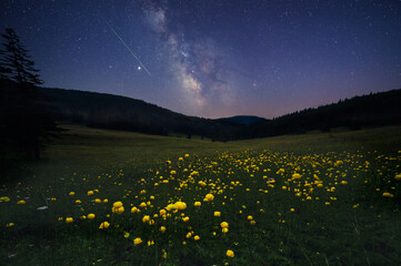 Long time exposure night landscape with Milky Way Galaxy above mountain meadow overgrown with yellow wild peonies