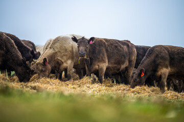 herd of angus and Murray grey cows chewing hay.