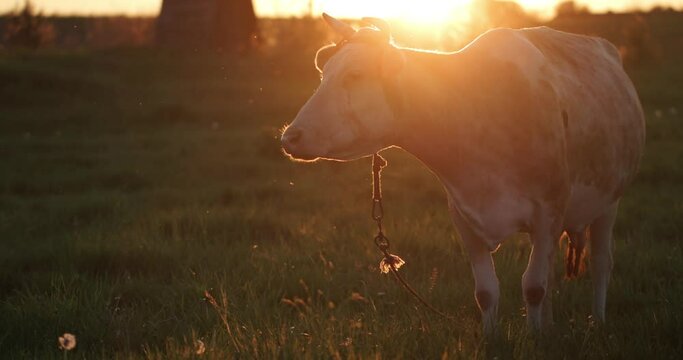 View on Beautiful Domestic Cow Chews Grass standing on Sunset background. Cow Grazing on Meadow in Countryside looking ahead. Sunlight Landscape with Cattle. Ecology. Nature. Pasture.
