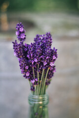 lavender flowers in vase close up