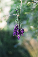 Bunch of lavender hanging 