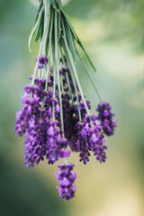 bunch of lavender hanging close up