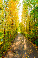 Suburban dirt road passing through an autumn forest, the sun shines through the crowns of trees. View from the road level