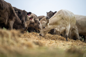 Beef cows and calves grazing on grass in Australia.
