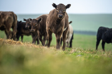 Beef cows and calves grazing on grass in Australia.