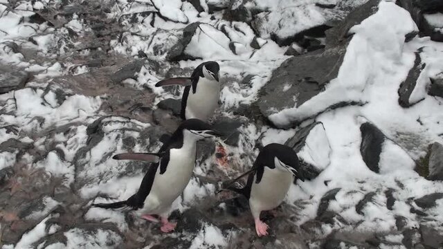 Antarctica. There are a lot of penguins resting on the rocks at Hope Bay. Antarctic Peninsula.