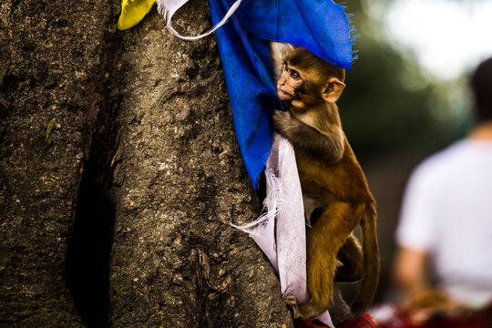 Little monkey sitting on tree with Buddhist flags
