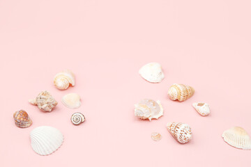 Cosmetics product advertising backdrop. Many different sea shells on pink background. Empty place to display product packaging. Showcase mockup.