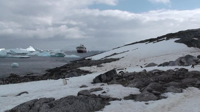Antarctica. There are a lot of penguins resting on the rocks at Hope Bay. Antarctic Peninsula.