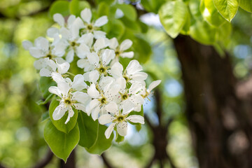 Apple tree blossom. White flowers and green leaves on the branch of tree