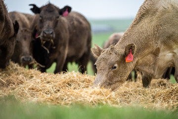 Beef cows and calves grazing on grass in Australia. eating hay and silage. breeds include specked...