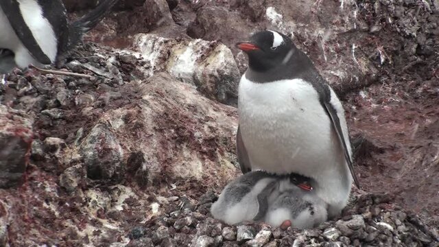 Antarctica. There are a lot of penguins resting on the rocks at Hope Bay. Antarctic Peninsula.