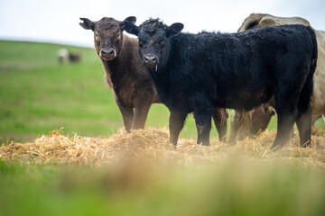 Beef cows and calves grazing on grass in Australia.