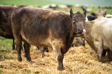 Beef cows and calves grazing on grass in Australia.