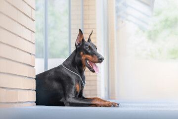 doberman in the city lying by the window