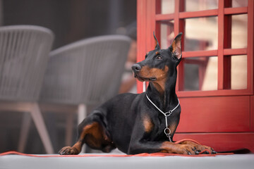 doberman in the city lies by the phone booth