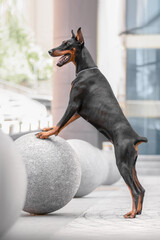 doberman in the city standing on the ball
