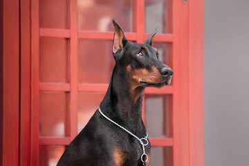 doberman in the city sitting by the phone booth