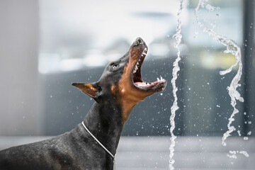 doberman in the city drinks water from a fountain