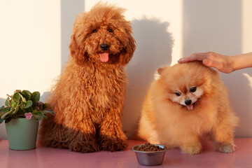 Two small dogs, a miniature poodle of red brown color and a Pomeranian of orange color, are sitting next to an iron bowl with dry dog food. A hand strokes the pomeranian on the head