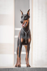 doberman in the city standing on a bench