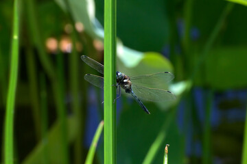 シオカラトンボ