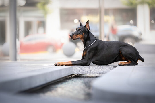 doberman in the city lies on the bridge