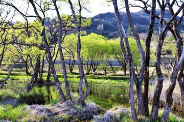 trees in the park and lake