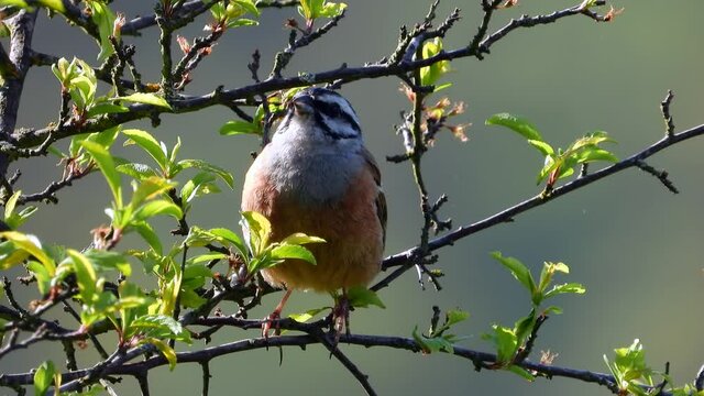 Zippammer (Emberiza cia) im Moseltal
