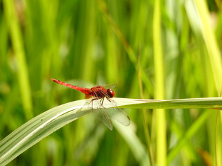 dragonfly sitting on a leaf