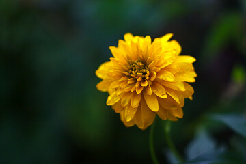 A yellow flower bloomed in the flowerbed in the yard