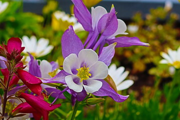 Viola Purple Flower Very Beautiful