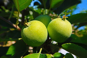 Two Apples in a Tree Ripening in the Summer