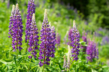 Close up of purple wild lupins in the italian alps of Südtirol