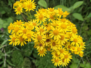 Bright yellow common ragwort flowers, Senecio jacobaea