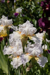 Obraz na płótnie Canvas White iris flowers on a flower bed.