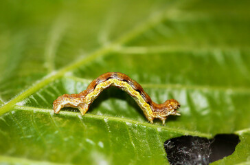 Nahaufnahme einer Raupe eines Spanner, eventuel eines Frostspanners oder ähnliches.
