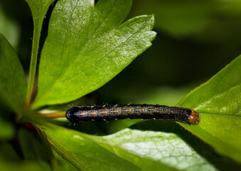 Vermutlich eine Raupe des Satellit-Wintereule, (Eupsilia transversa).
